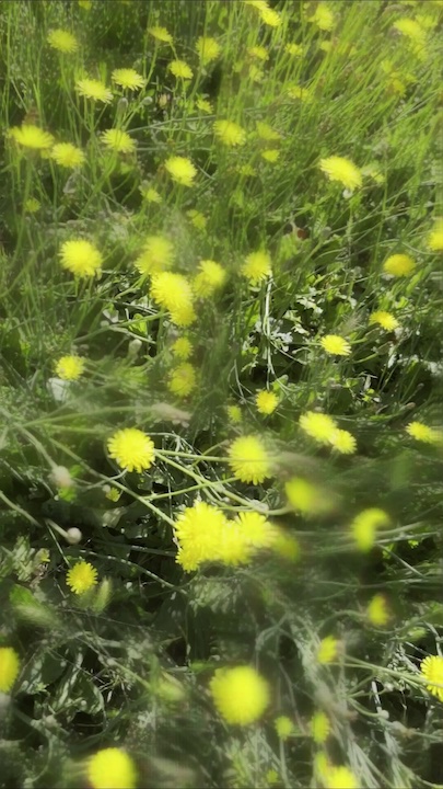 in the meadow video cover