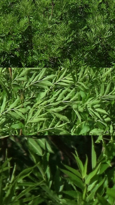 canopy triptych video cover