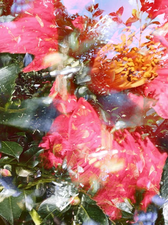 march 9 camellia video cover